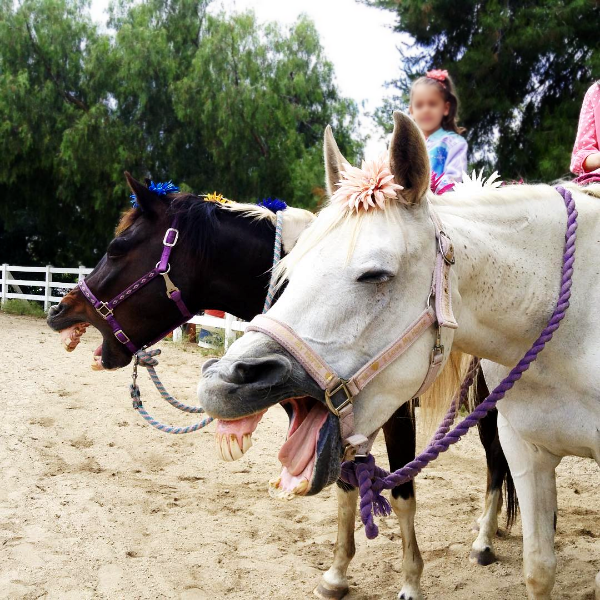 San Diego Pony Rides